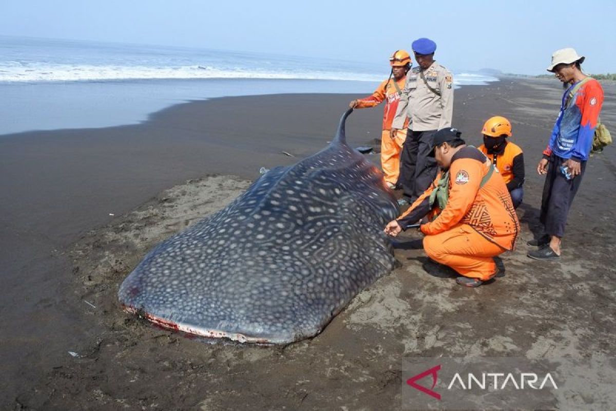 Seekor hiu tutul ditemukan terdampar di pesisir selatan Jember