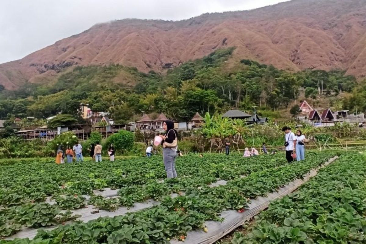 Destinasi wisata stroberi di kaki Gunung Rinjani tetap ramai pengunjung