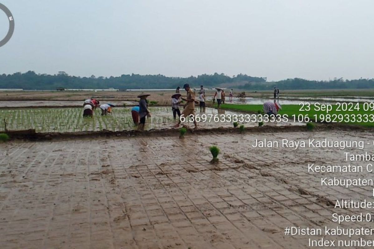 Petani Lebak target tanam padi September 2024 seluas 7.000 hektare