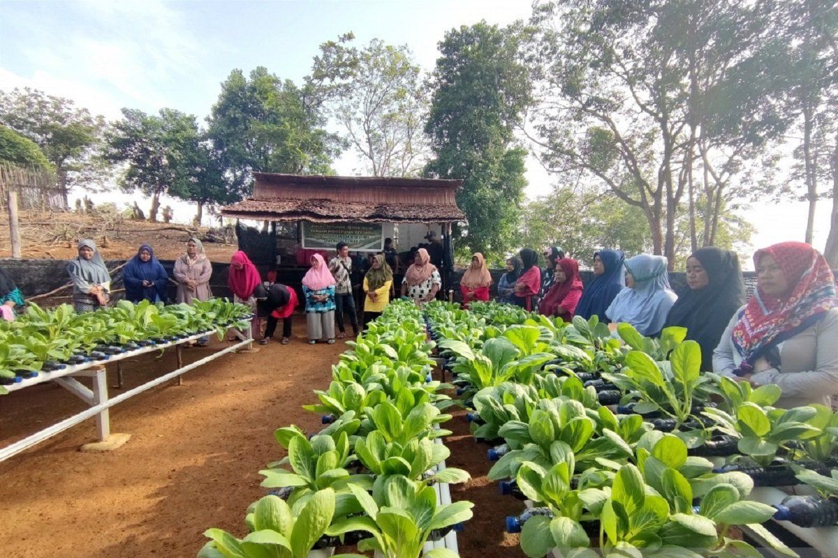 PT Timah kembangkan ketahanan pangan dan pertanian