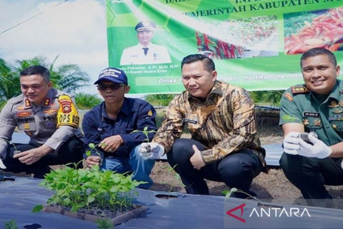 Pemkab Muara Enim lakukan  program tanam cabai serentak