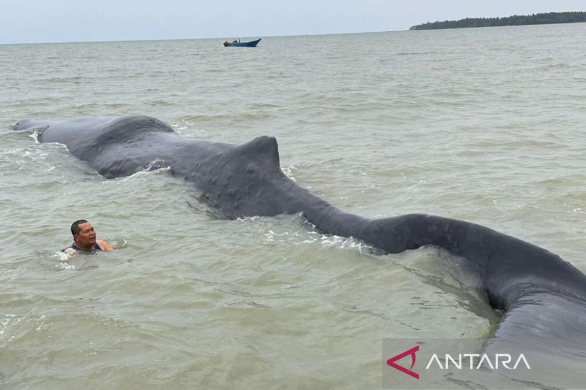 Paus terdampar di teluk Balikpapan masih hidup