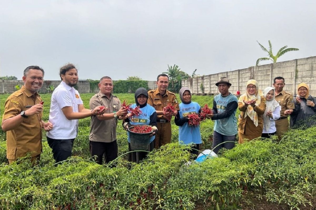 Petani penerima bantuan Pemkot Tangerang panen cabai merah 1,12 kuintal