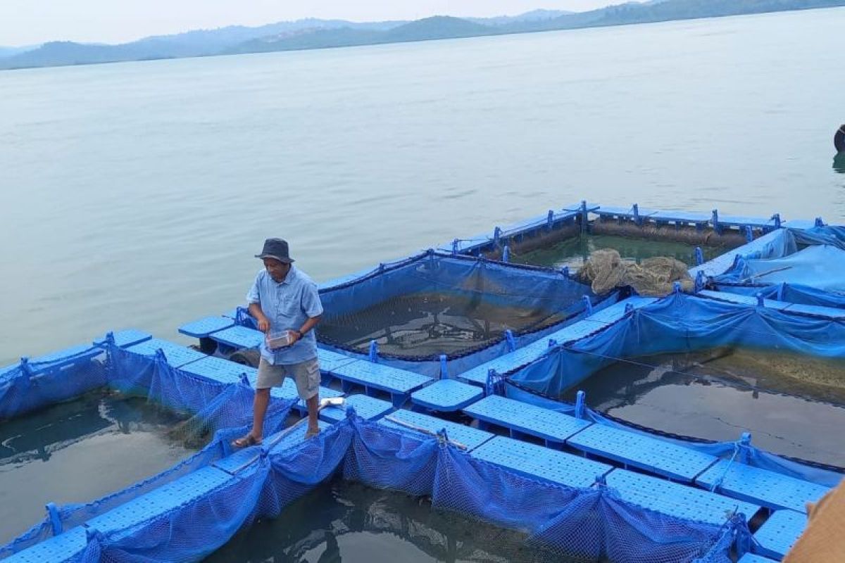 Diskan Batam sebut ikan keramba yang mati negatif penyakit RSVID