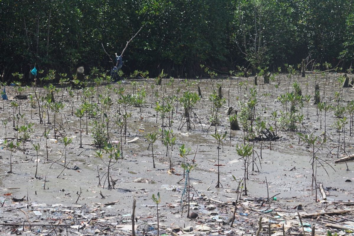 PLN UIW MMU rehabilitasi mangrove  jaga kelestarian lingkungan