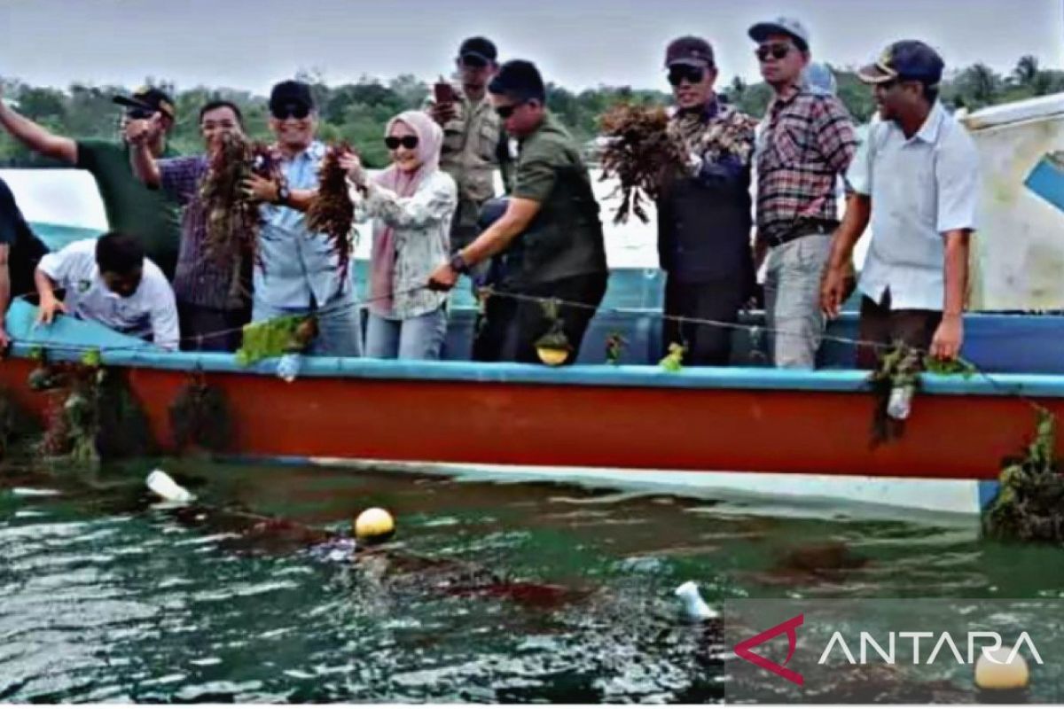 Kota Tual maksimalkan budidaya rumput laut tingkatkan ekonomi warga