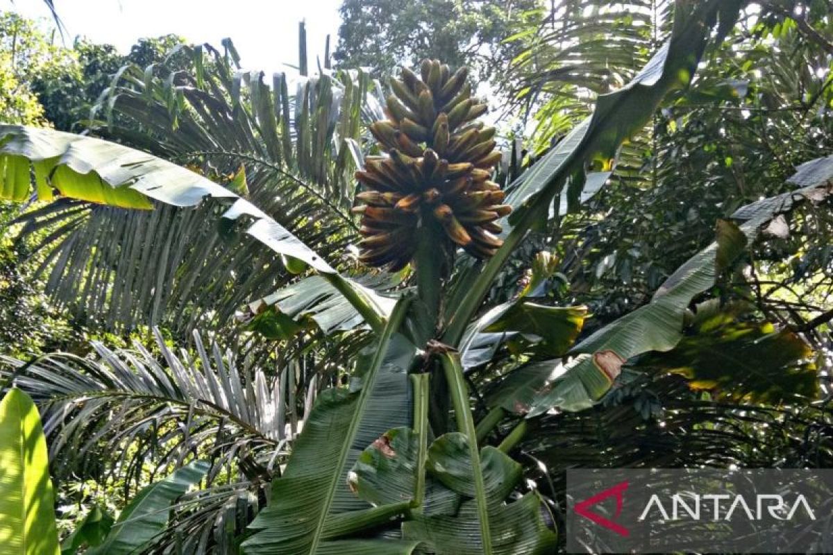 Akademisi Unpatti kembangkan varietas pisang tongka langit bernilai ekonomis