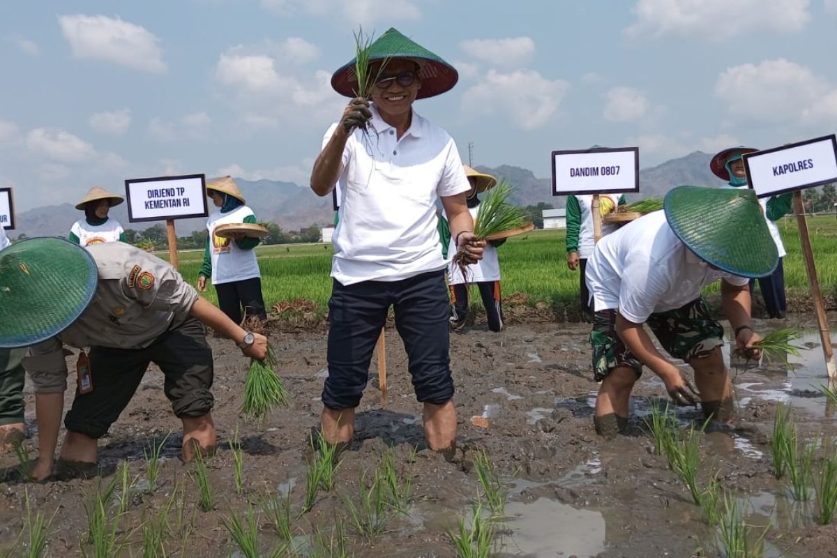 Pemkab Tulungagung percepat penanaman padi dampak el nino