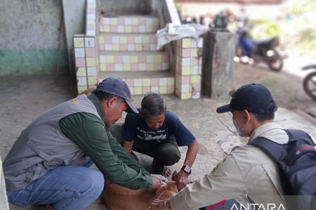 Rabies penyakit berbahaya dan berisiko kematian, vaksinasi hewan solusi pencegahannya