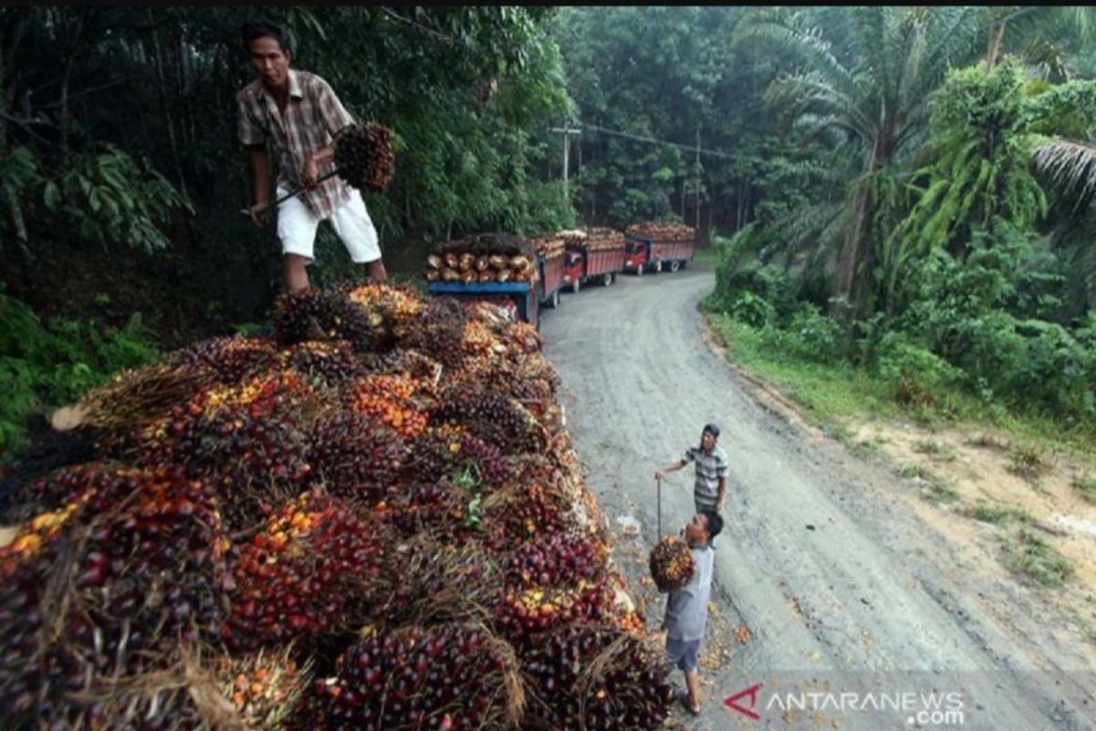 Petani kelapa sawit di Sumut bisa tersenyum, segini kenaikan harganya