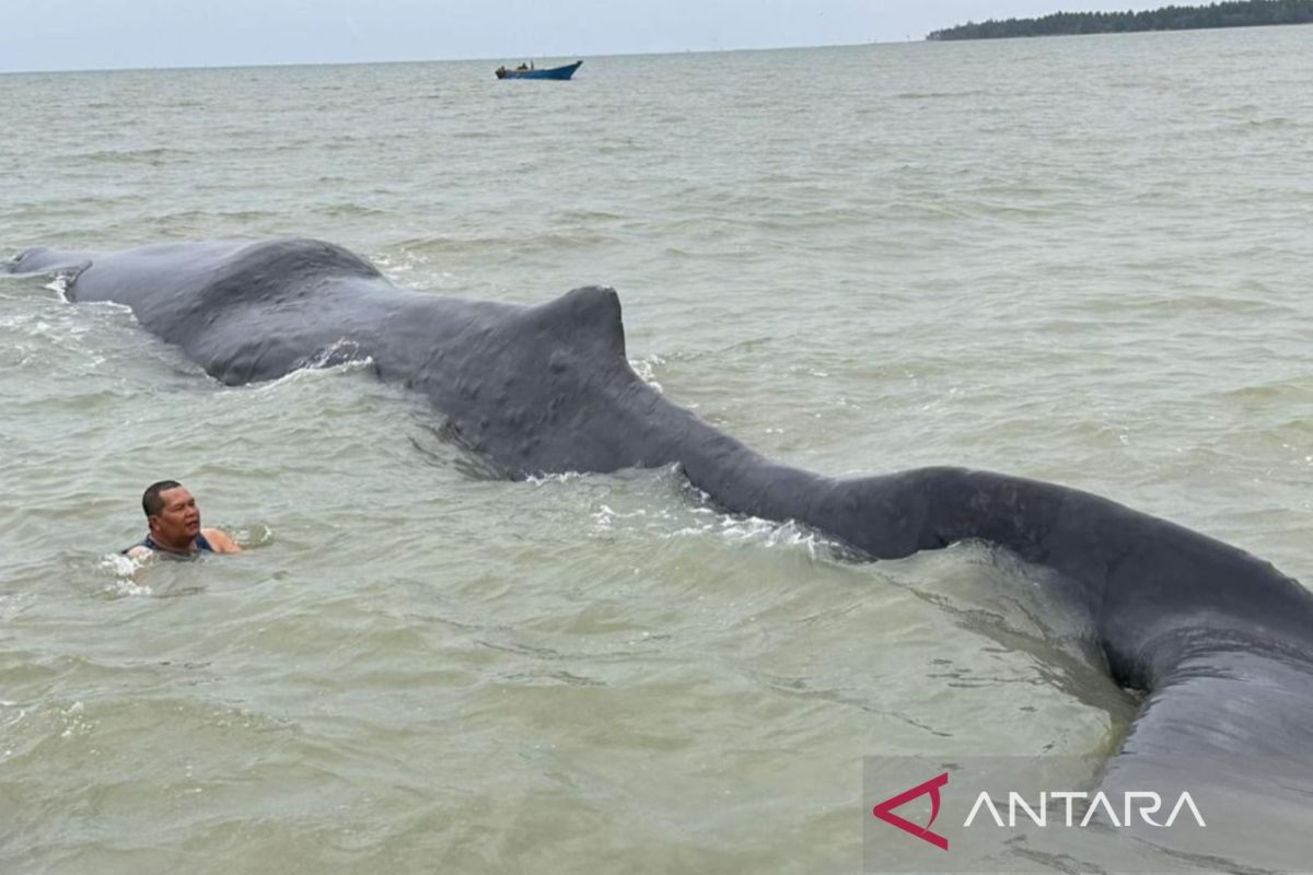 Seekor paus seberat 40 ton terdampar di Teluk Balikpapan