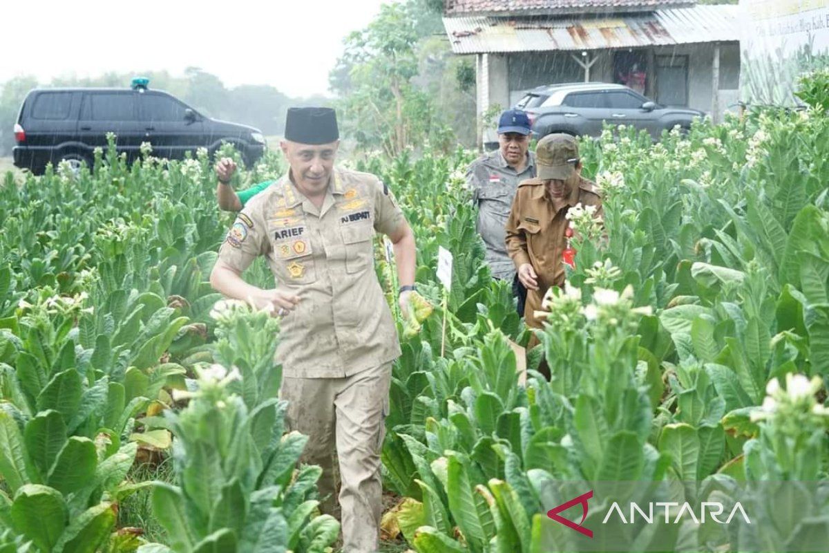 Pemprov Jatim targetkan Bangkalan jadi sentra baru tembakau Madura