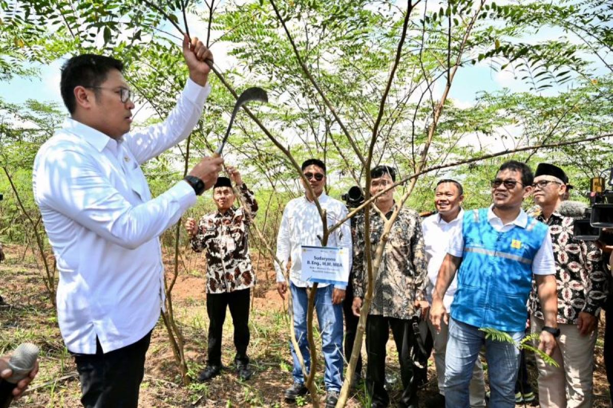 Terus kembangkanbahan "Co-Firing Biomassa", PLN bersama Kementanluncurkan model pertanian terpadu