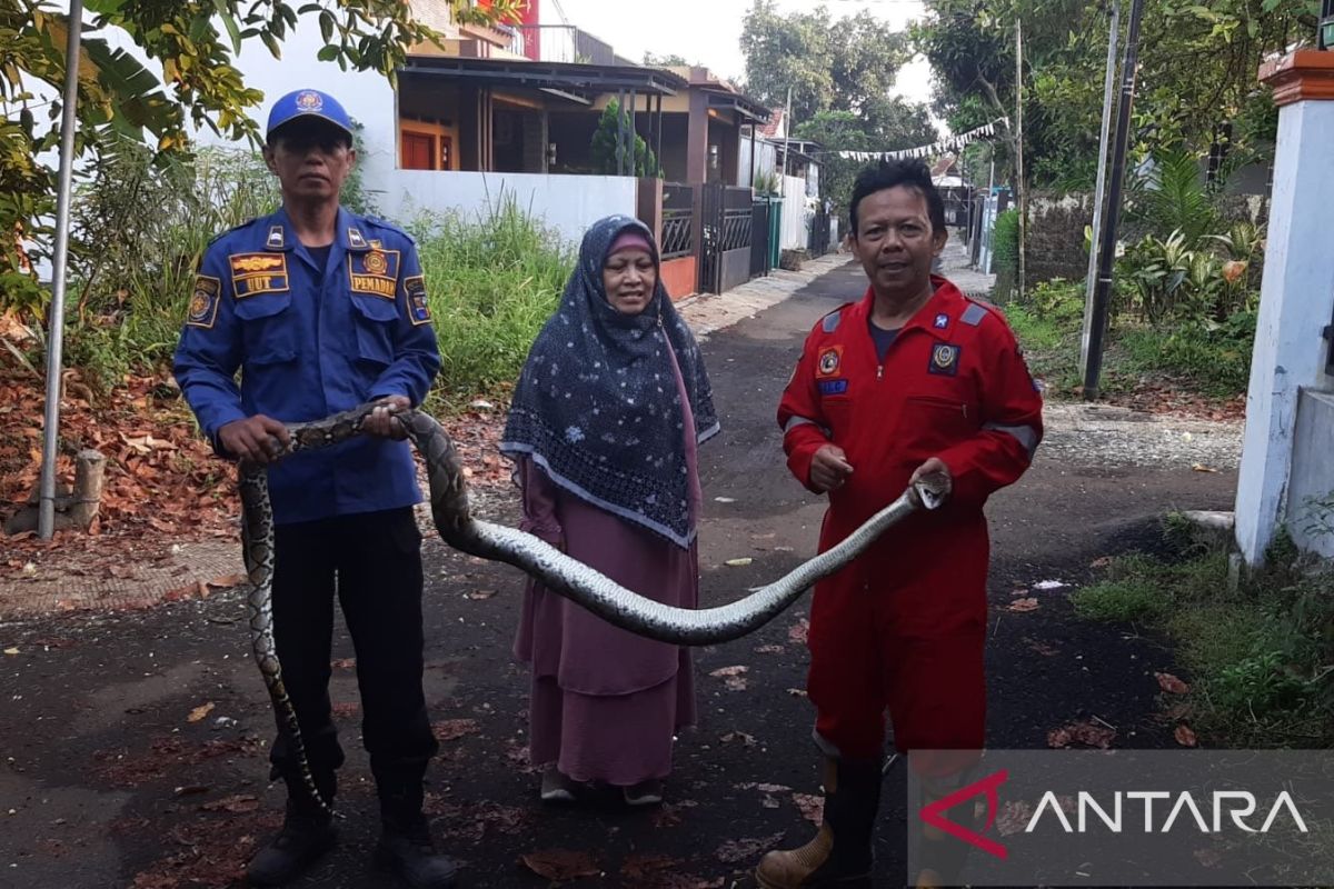 DPKP Kota Bogor evakuasi ular sanca sepanjang tiga meter dari rumah warga