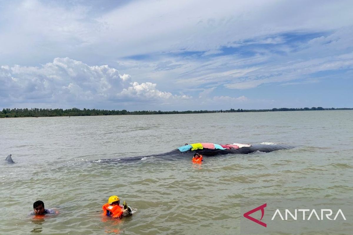 Ikan paus  yang terdampar di Muara Teritip Balikpapan akhirnya mati