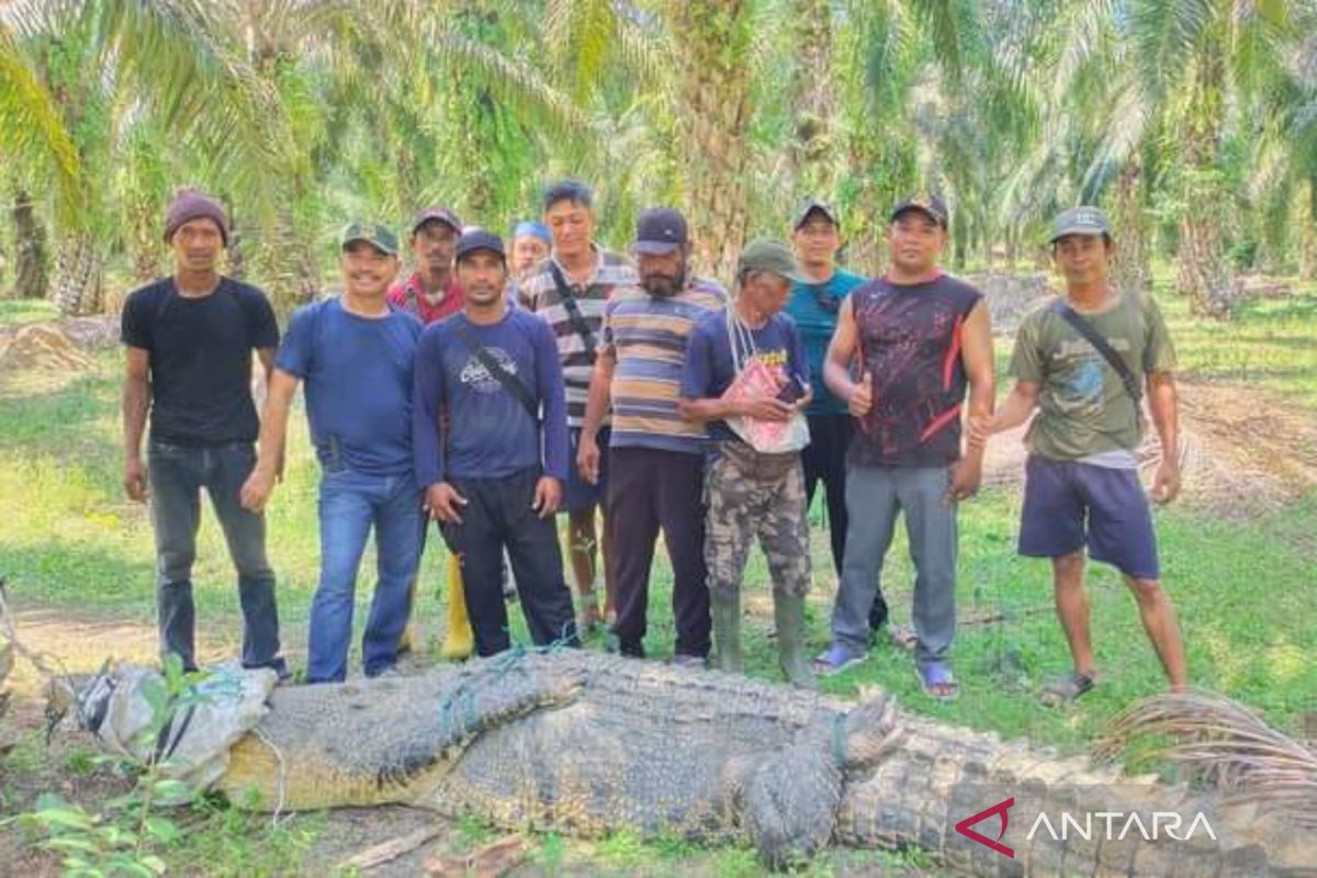 Masyarakat Mukomuko tangkap buaya yang meresahkan