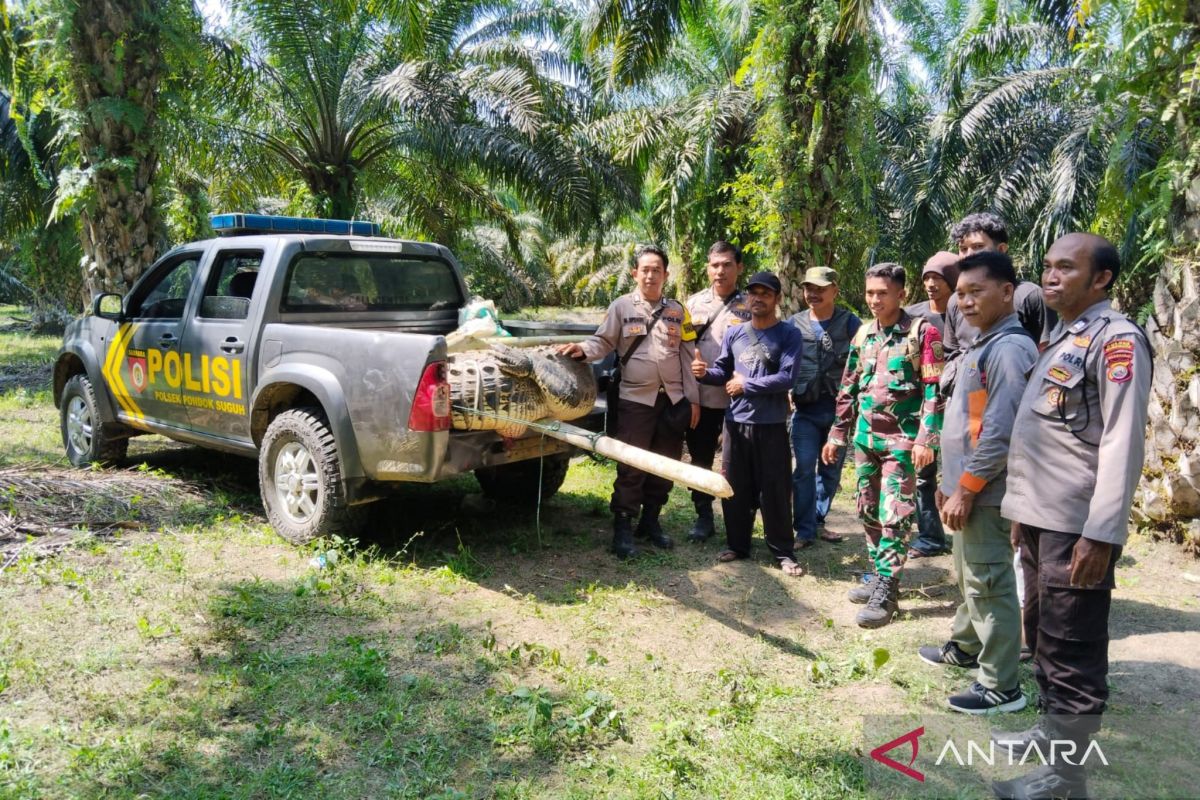 BKSDA evakuasi buaya resahkan warga Mukomuko