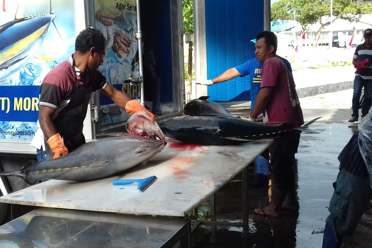 Produksi ikan teri di Malut alami peningkatan