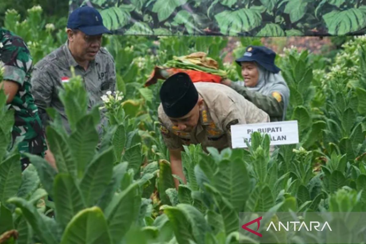 Dispertahotbun Bangkalan sediakan 68 hektare lahan tembakau