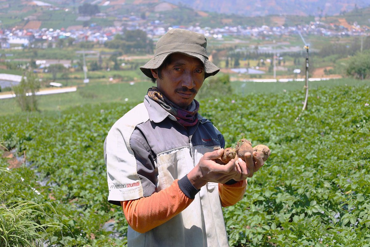 LPDB-KUMKM Dongkrak Produktivitas Petani Kentang di Dieng melalui Koperasi