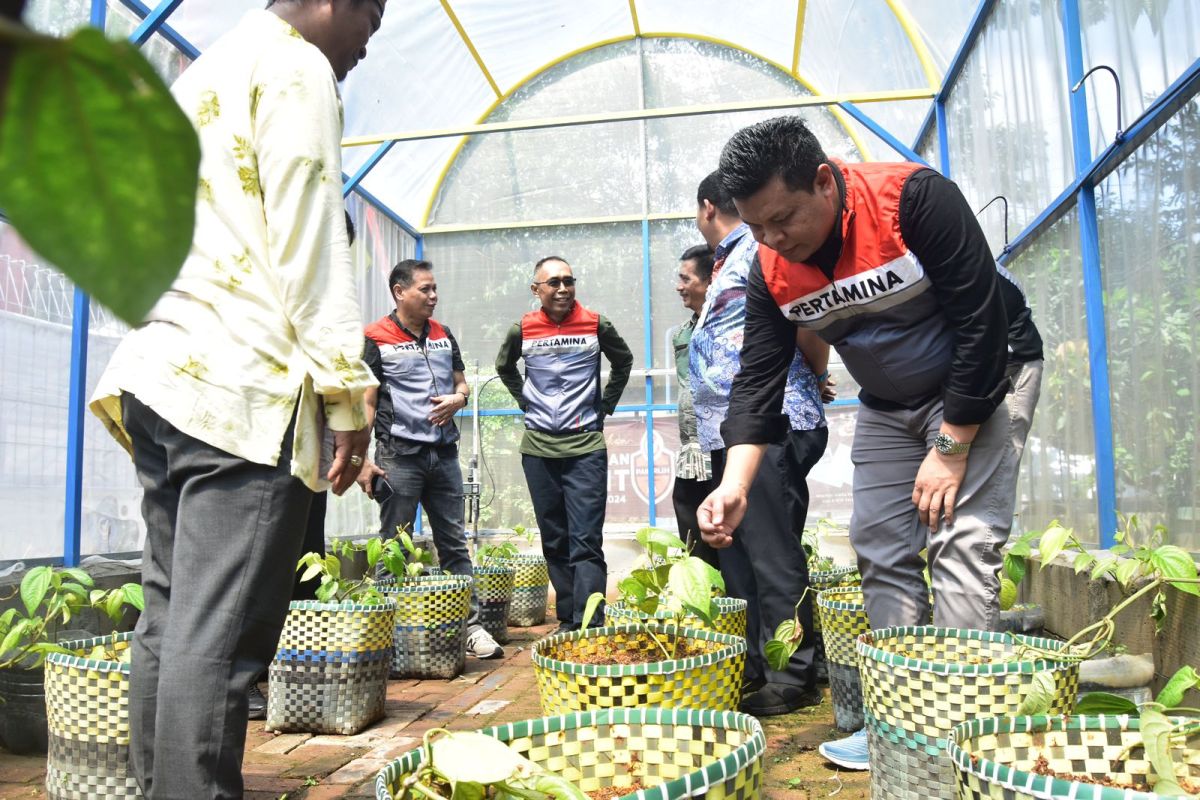 SHAFTHI luncurkan greenhouse, solusi inovatif produksi daun sirih di Neglasari