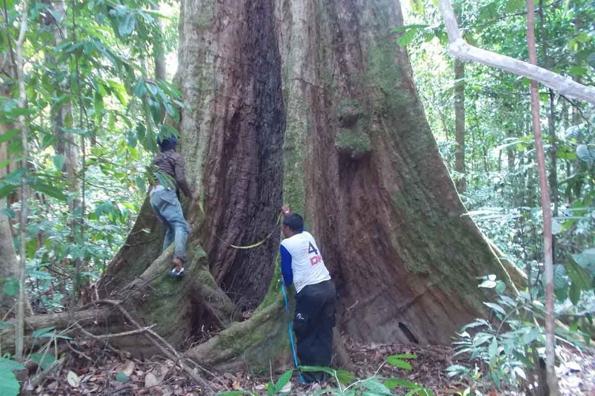 Pemkab Aceh Selatan susun rencana tata kelola Tahura Trumon