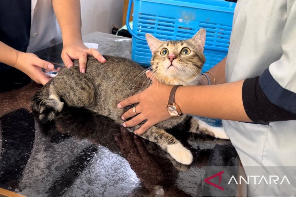 Ratusan hewan peliharaan di Kota Bogor divaksin anti rabies gratis