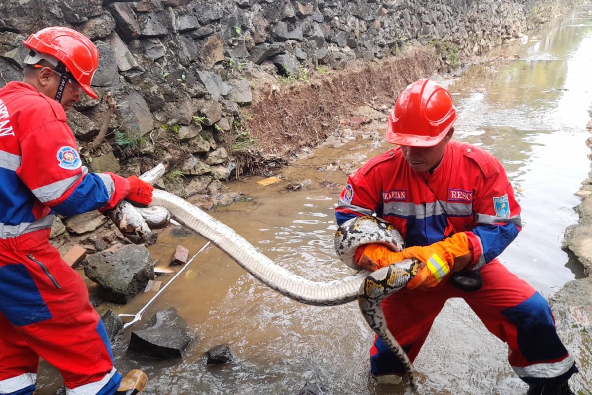 DamkartanKota Jambi evakuasi ular sanca berbobot 25 kilogram