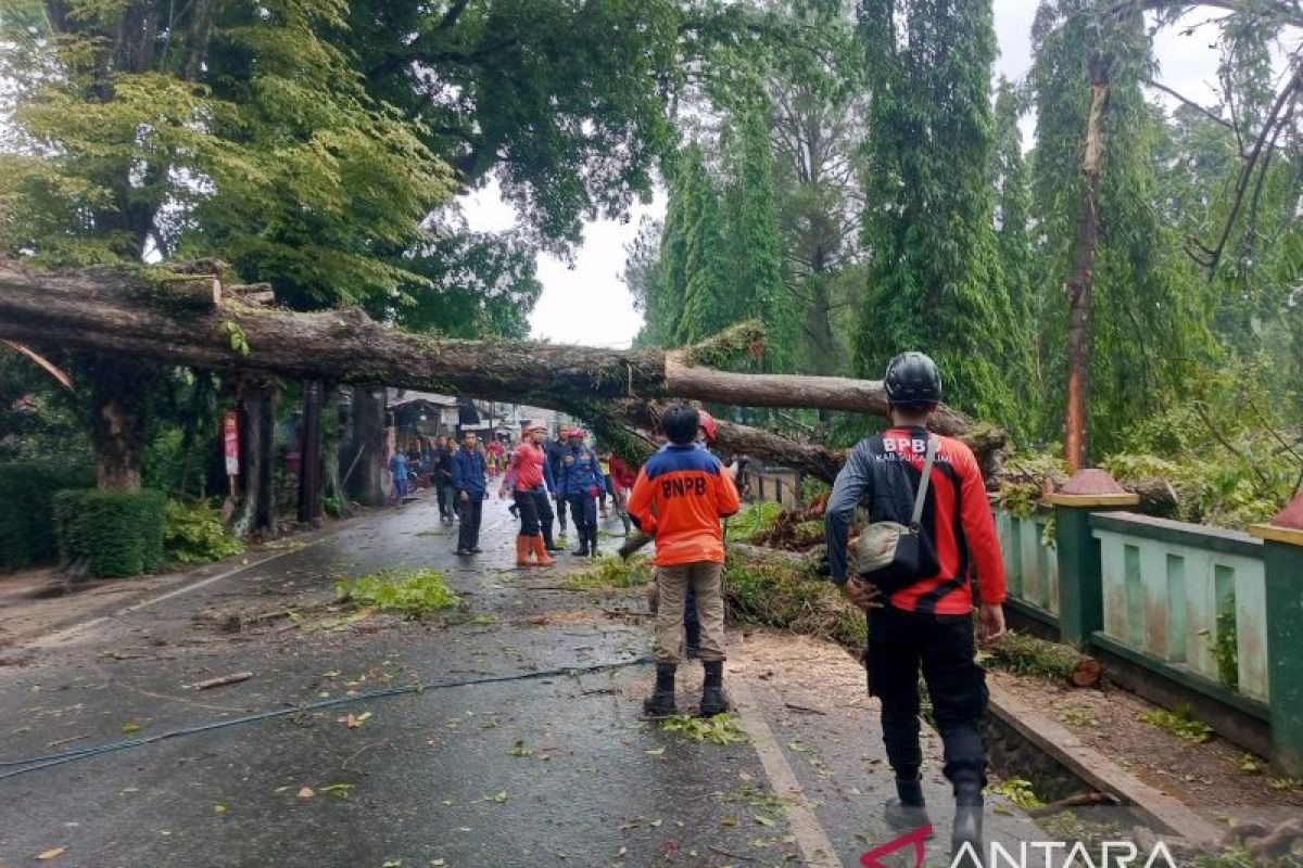 Petugas evakuasi pohon tumbang timpa pagar Mako Batalyon Armed 13