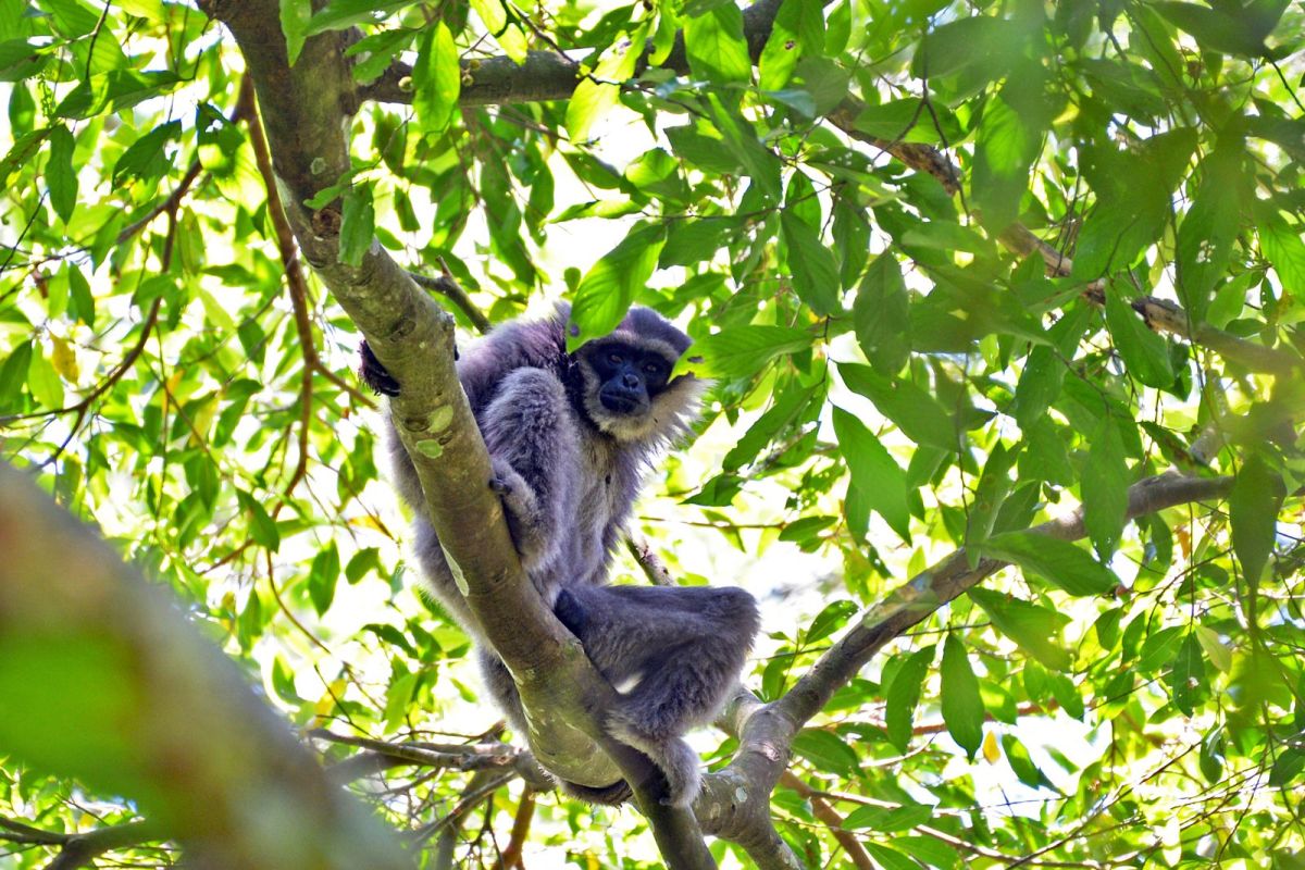 Tim Ekspedisi berhasil data populasi Owa Jawa di hutan Sanggabuana Karawang