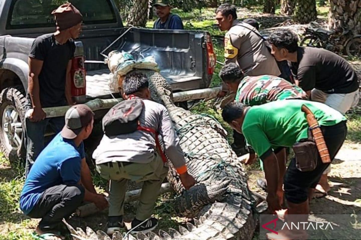 BKSDA Bengkulu rehabilitasi buaya yang ditangkap warga Mukomuko