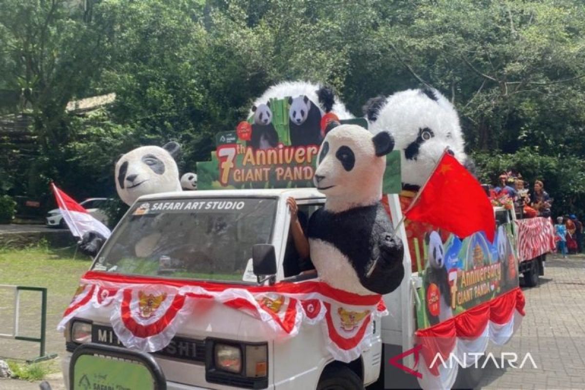 Taman Safari Bogor rayakan 7 tahun kedatangan sepasang panda raksasa