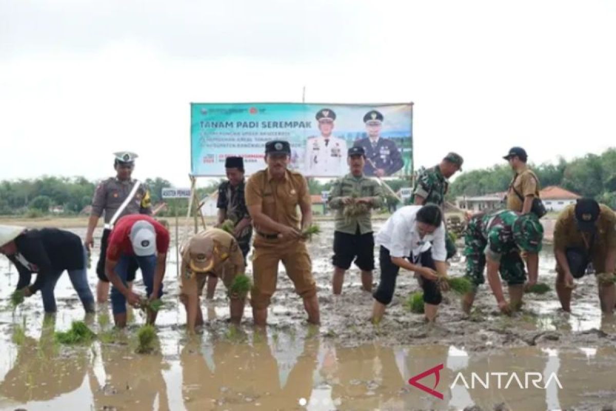 Pemkab bersama Kodim Bangkalan lakukan penanaman padi cegah krisis pangan