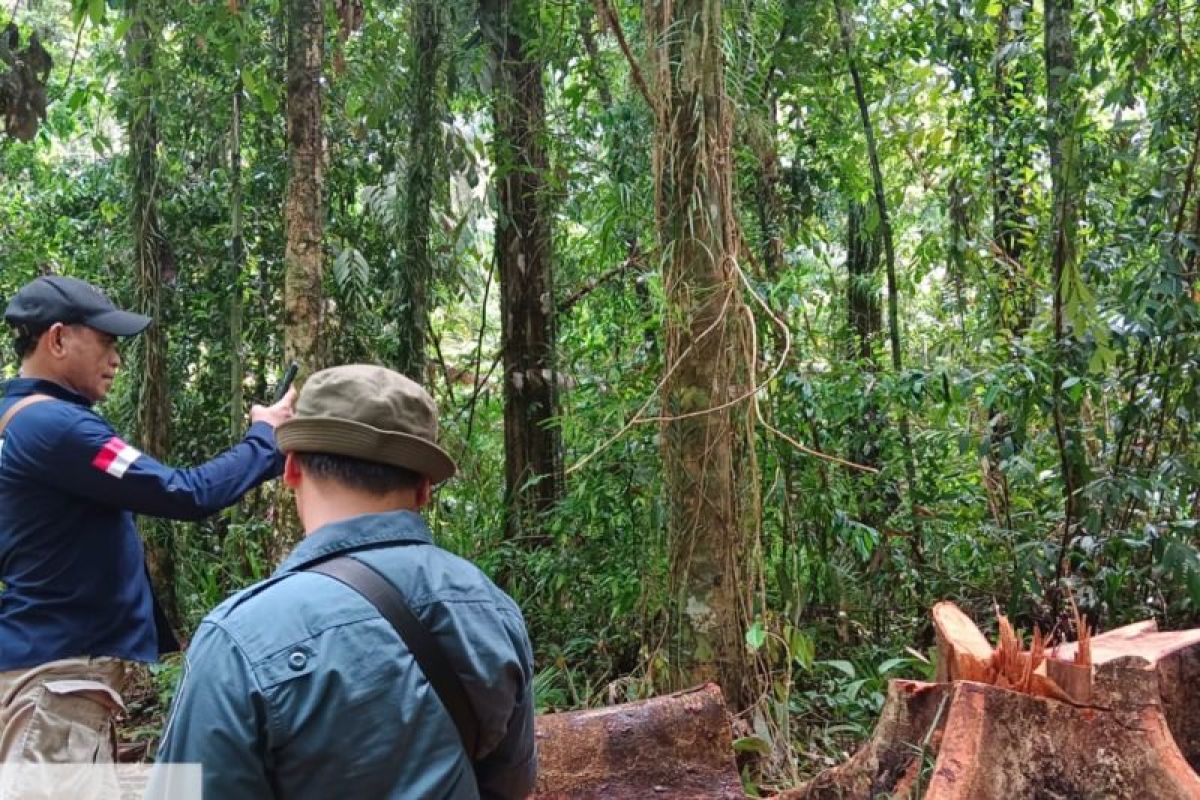 BKSDA Maluku operasi pengamanan kawasan hutan di Seram Bagian Timur