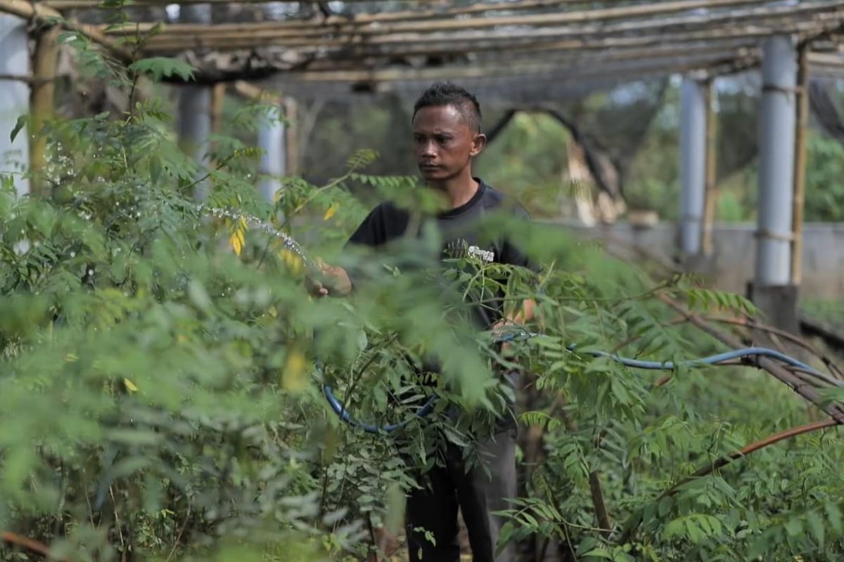 Ubah lahan kritis jadi hijau dan produktif, PLN kembangkan ekosistem biomassa berbasis pertanian terpadu