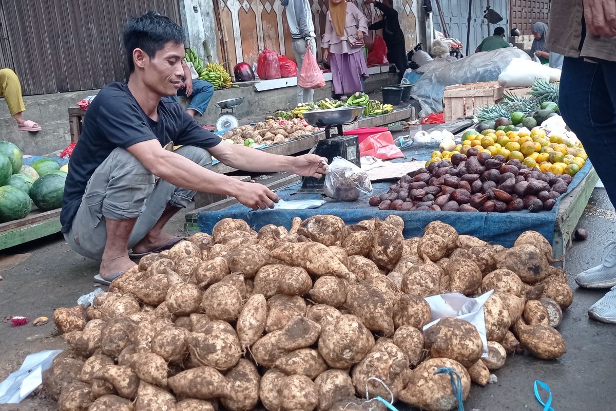 Ubi jalar Pandeglang jadi andalan ekonomi petani