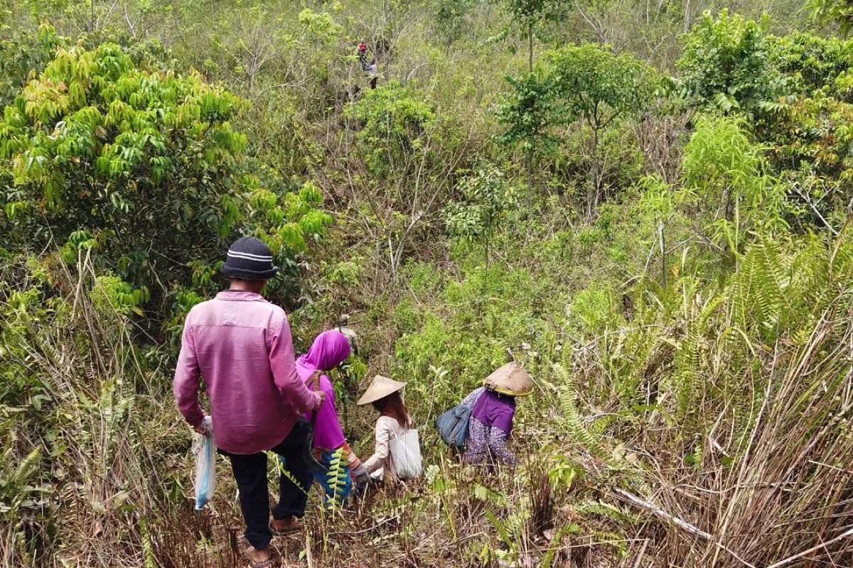 Laskar Hijau fokus mulai tanam bambu di Gunung Lemongan saat memasuki musim hujan