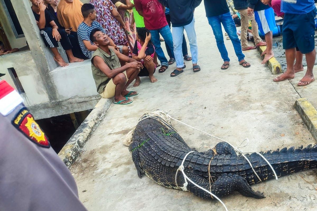 Polres Natuna tangkap buaya 4 meter yang masuk ke pemukiman warga