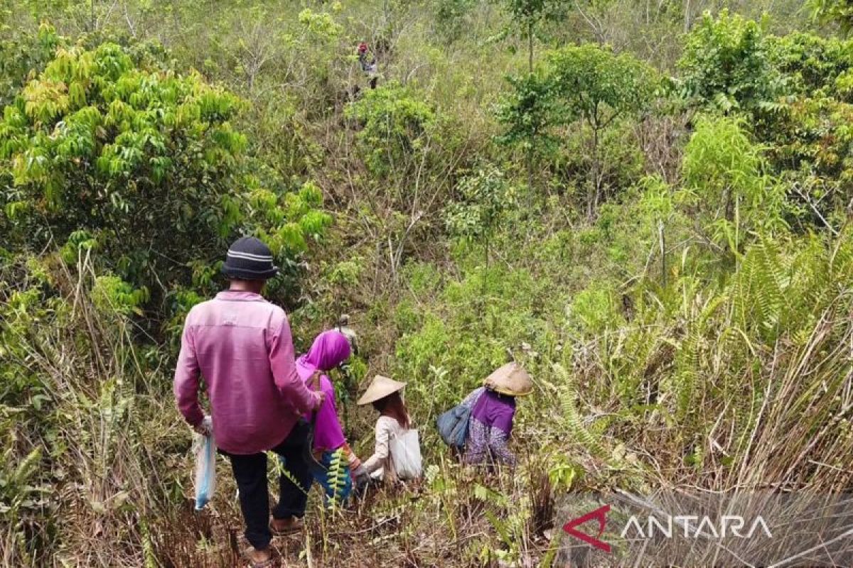 Laskar Hijau mulai tanam bambu di Gunung Lemongan saat musim hujan