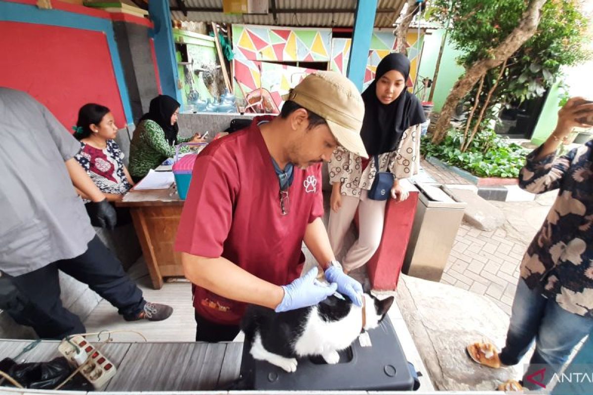 Dinkes: Cuci luka dengan sabun fase penting usai tergigit hewan rabies