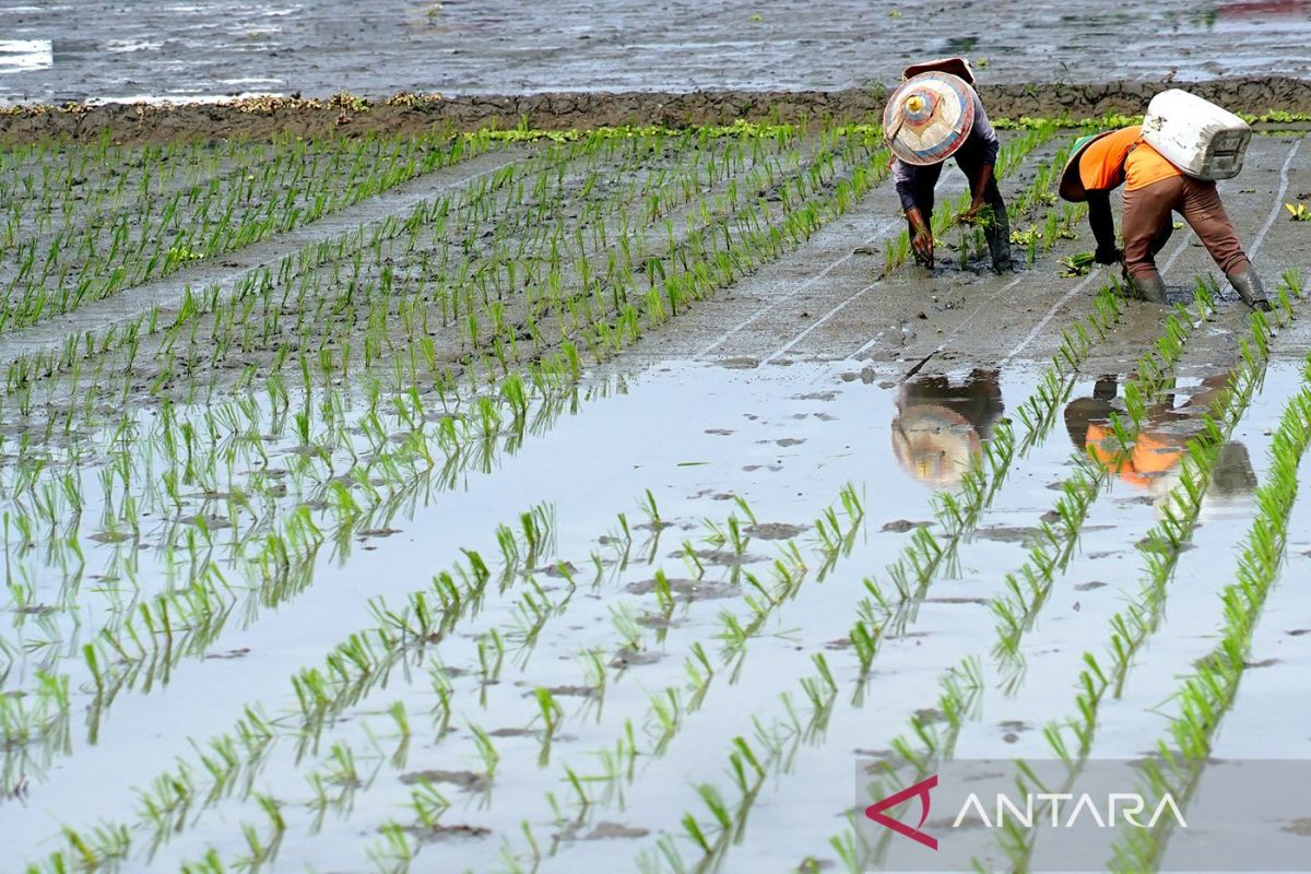 BPS :Penduduk usia kerja di Bone Bolango 127.326 orang