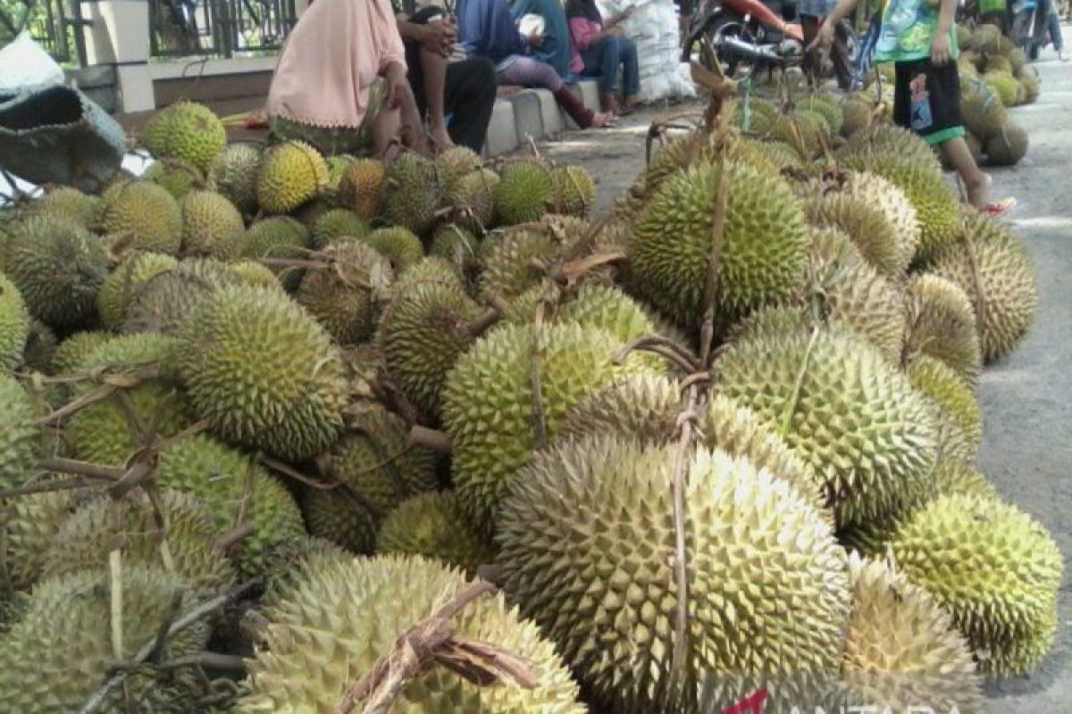 Provinsi Sulawesi Tengah siapkan 1.074 Ha lahan untuk kebun durian