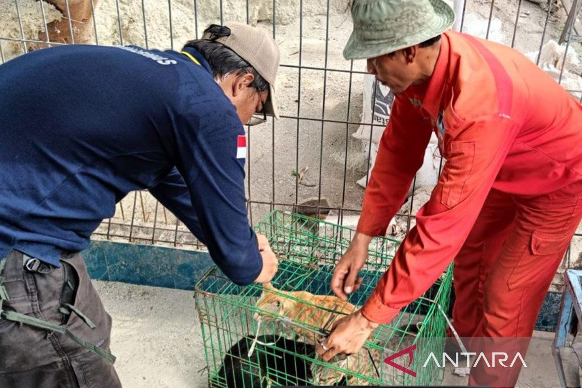 Kepulauan Seribu tekan potensi penularan rabies melalui vaksinasi