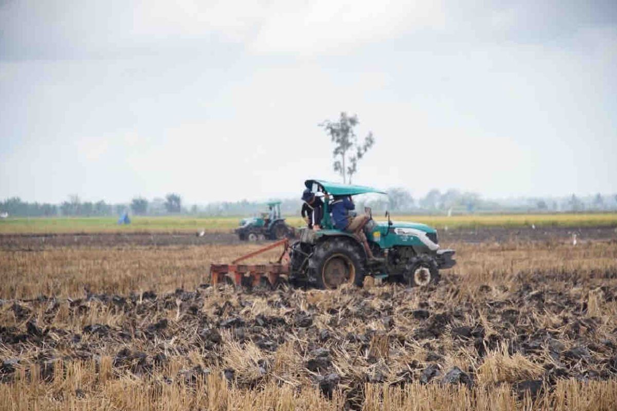 Kementan rampungkan optimasi lahan rawa 40 ribu hektare di Merauke