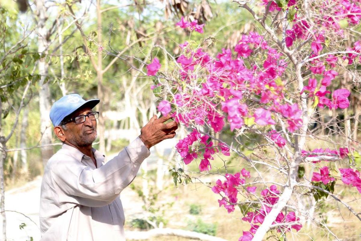 Hutan di Pakistan tumbuh subur simbol persahabatan dengan China