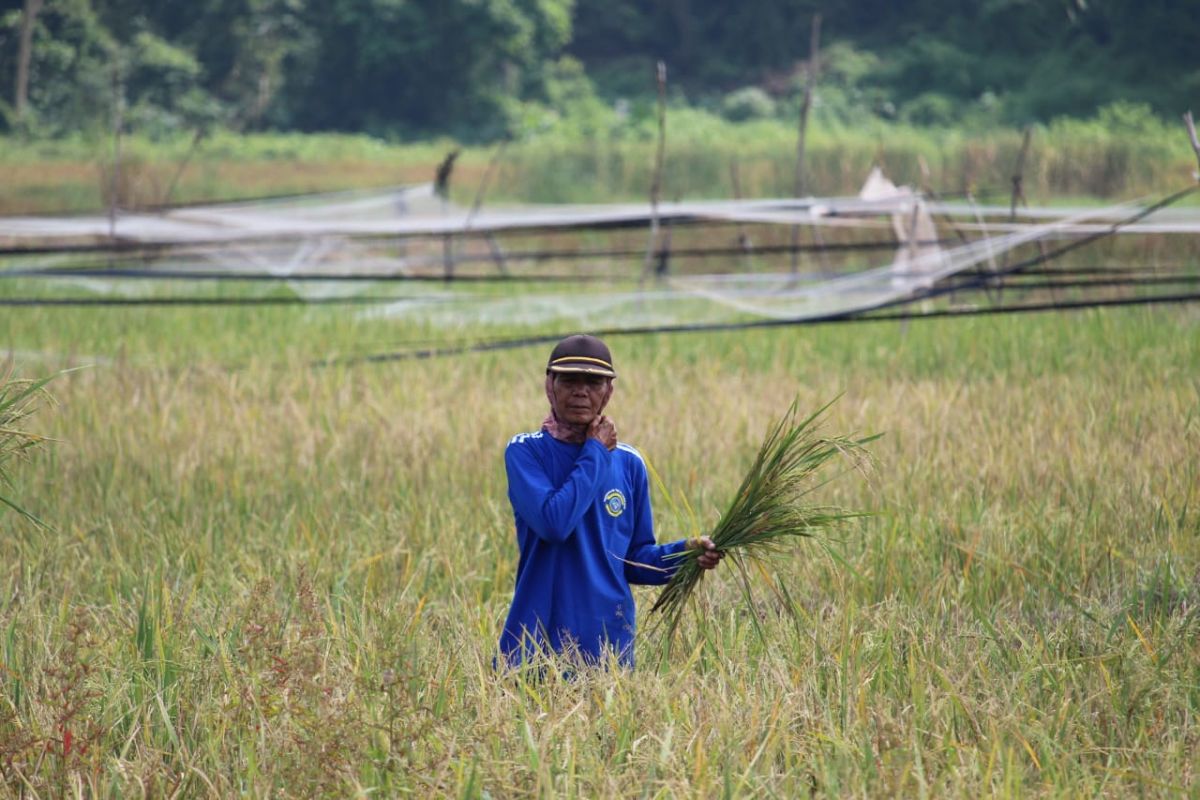 BPS Lampung: Harga GKP tingkat petani Rp6.187 per kilogram