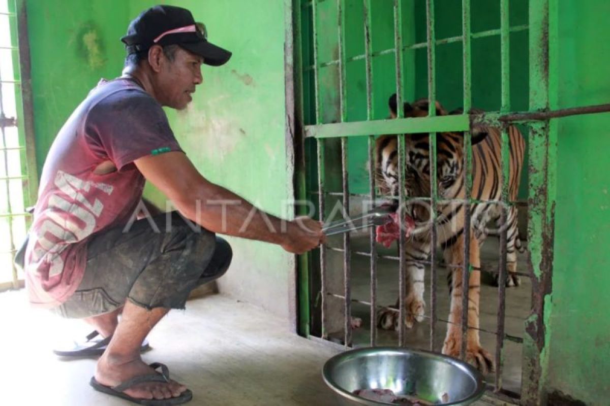 Begini kondisi kesehatan harimau di  Medan Zoo, ternyata ini penyakitnya