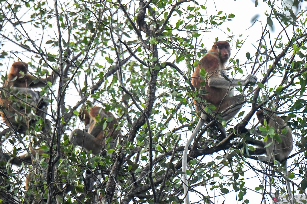 BRIN gandeng Taman Safari dalam riset identifikasi patogen bekantan