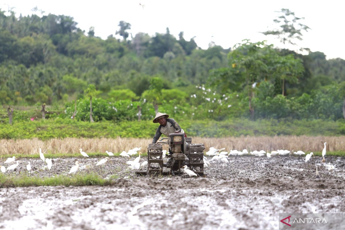 Sektor pertanian serap 29,79 persen tenaga kerja di Gorontalo