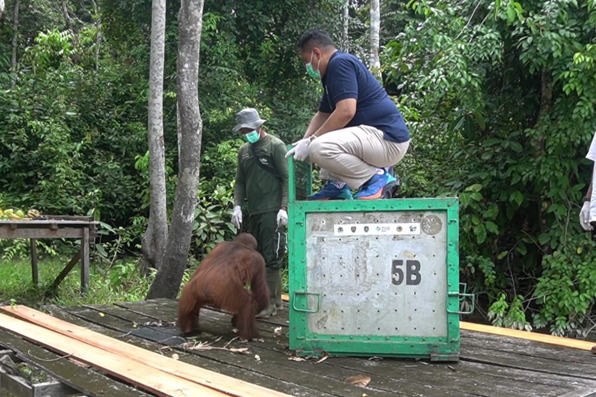 Sawit Sumbermas alokasikan dana 'sustainability' Rp16 miliar per tahun